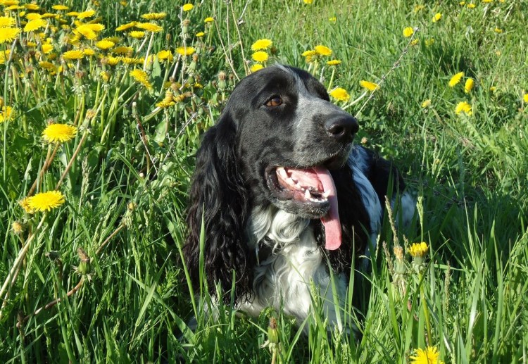 Сибирский охотничий спаниель