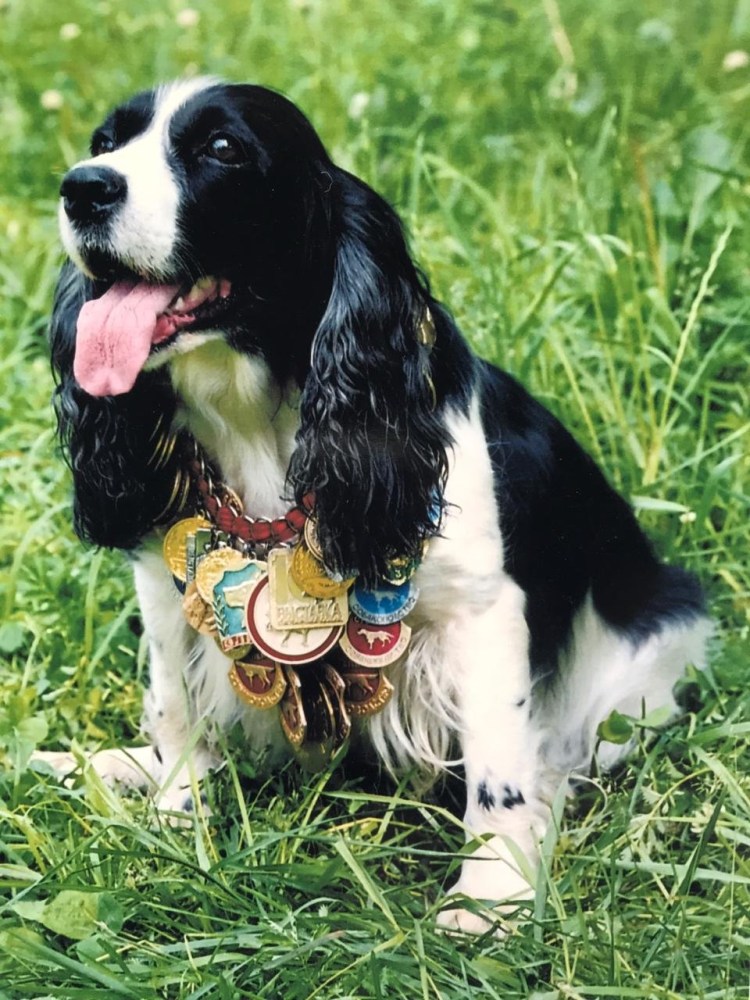 Кокер спаниель русский охотничий