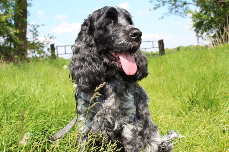 Кокер спаниель охотничий