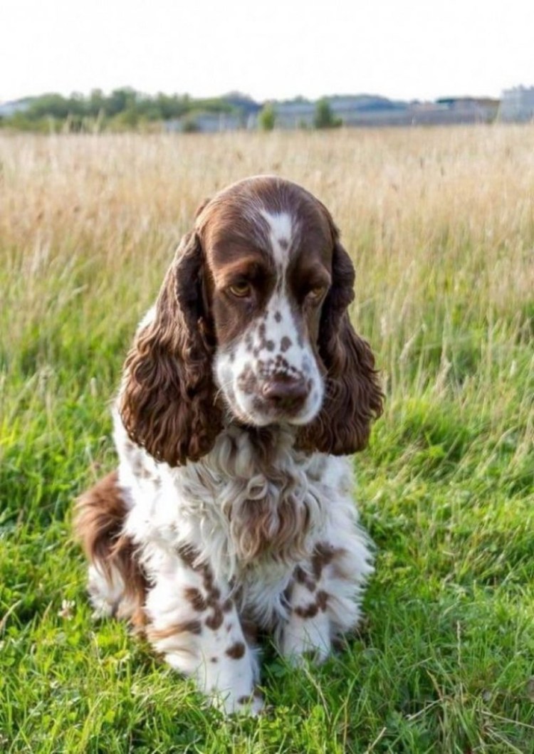 Кокер спаниель русский охотничий