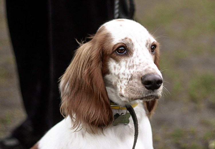 Кокер спаниель охотничий