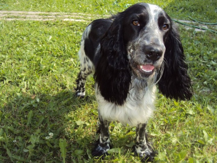 Русский кокер спаниель