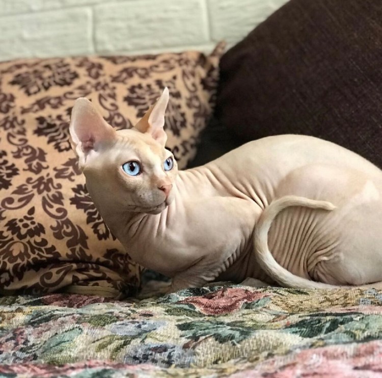 Толстые лысые кошки