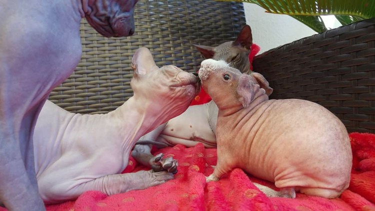 Шугаринг сфинкс