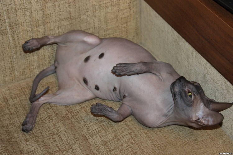 Жирные сфинксы коты