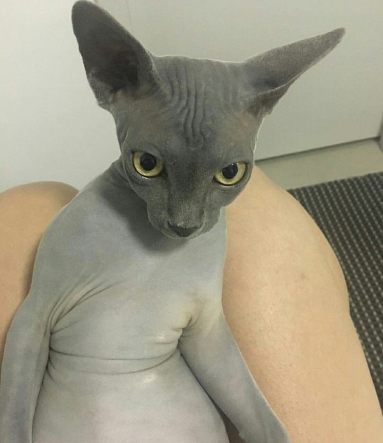 Не совсем волосатый сфинкс