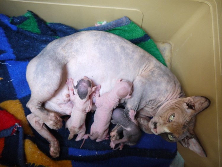 Канадский сфинкс 6 месяцев