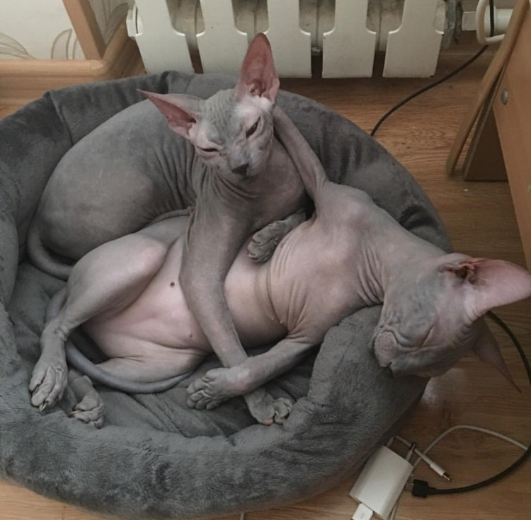 Сфинкс кошка жирные