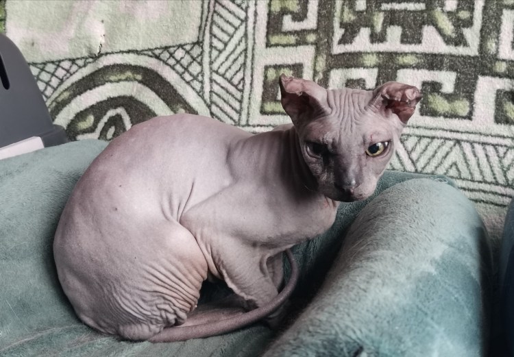 Гипотрихоз (сфинкс-мутация шерсти)