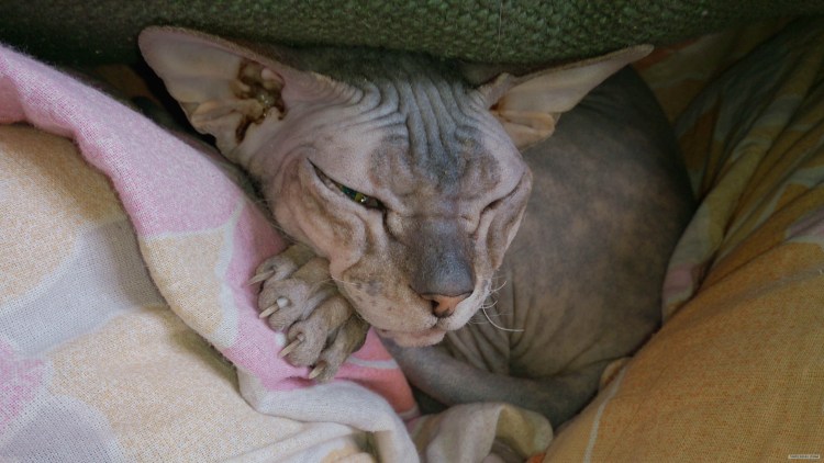 Сфинкс барашек