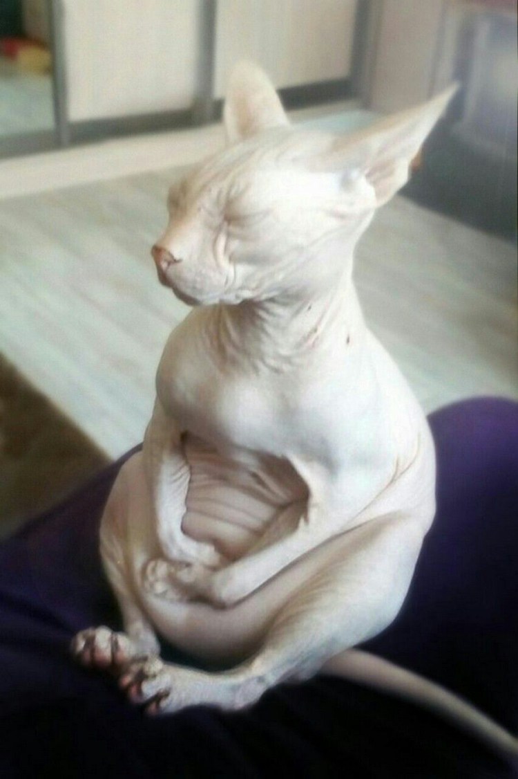 Донской сфинкс толскты