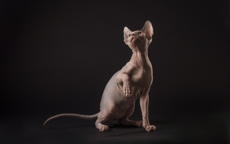 Кошка сфинкс отдыхает