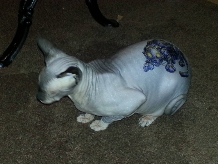 Ленивый сфинкс