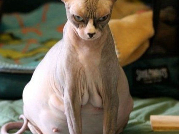 Канадский сфинкс и толстый кот