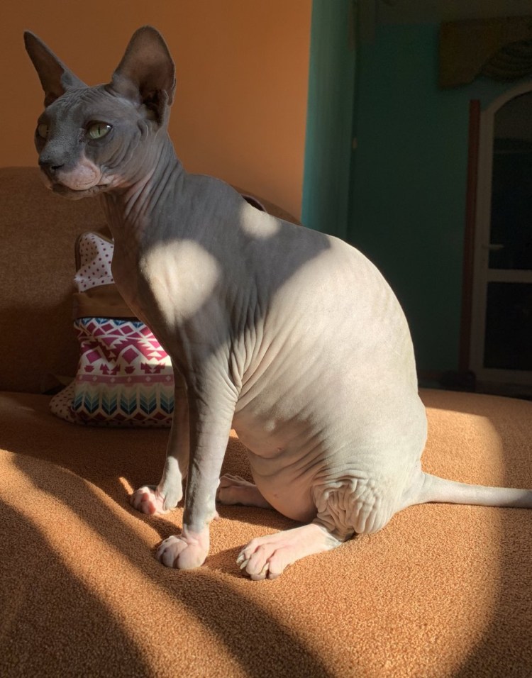 Донской сфинкс толскты