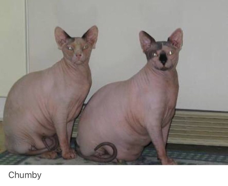 Лысые кошки красивые фото с девушкой