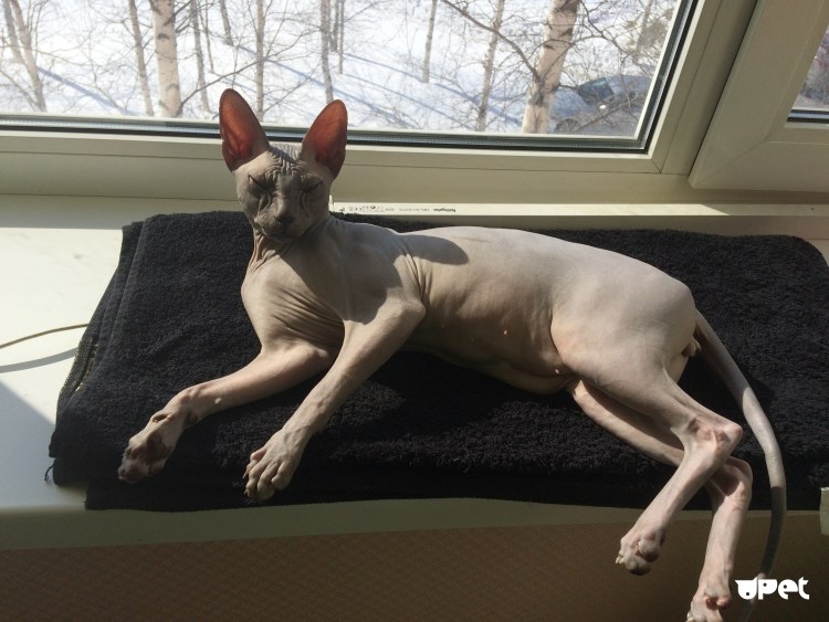 Сфинкс в парике