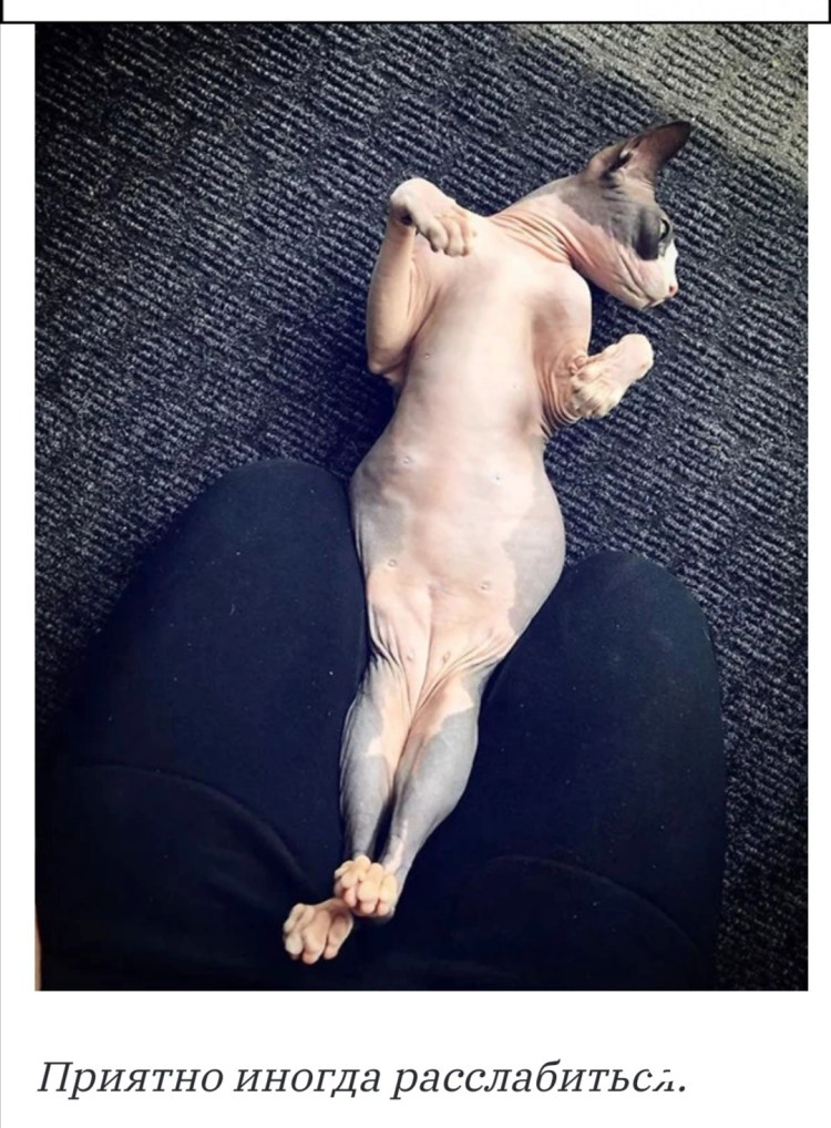 Канадский сфинкс лапы