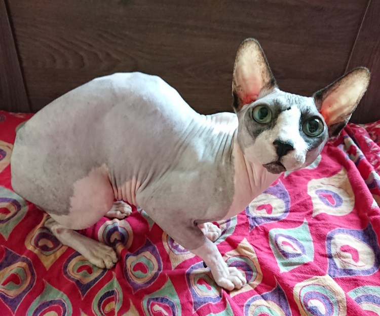 Беременный Донской сфинкс