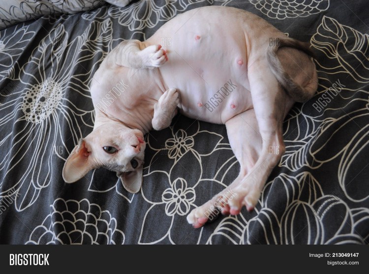 Толстый сфинкс аэропорт