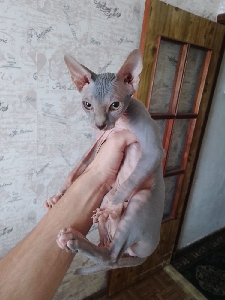 Новорожденные котята сфинкс браш