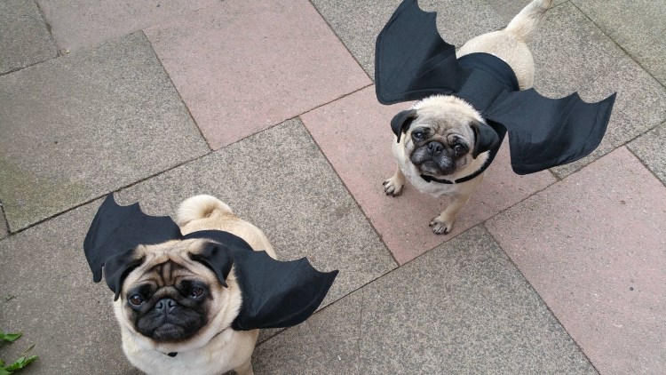 Собаки смешанных пород