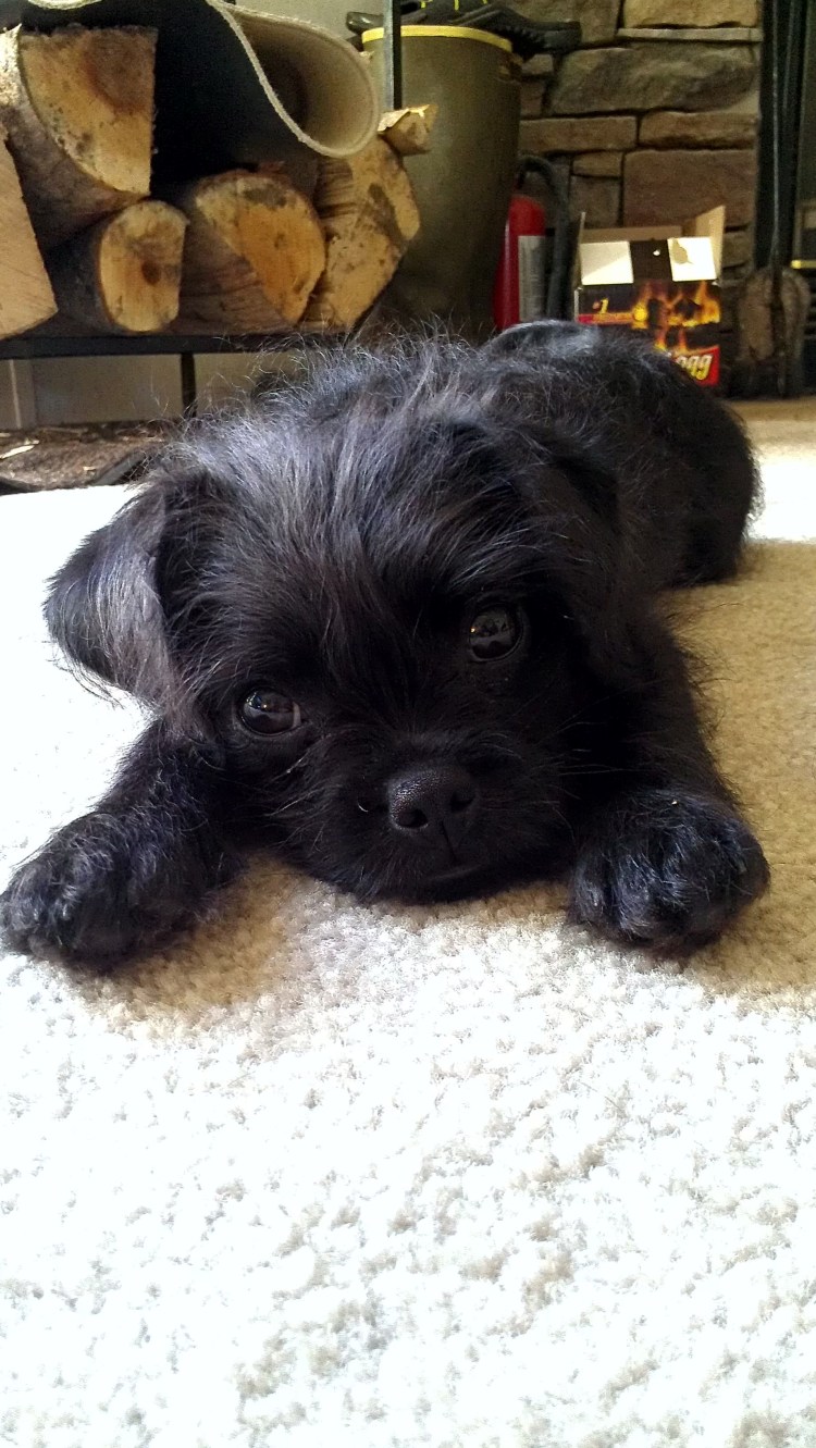 Метис пудель и Йоркширский терьер