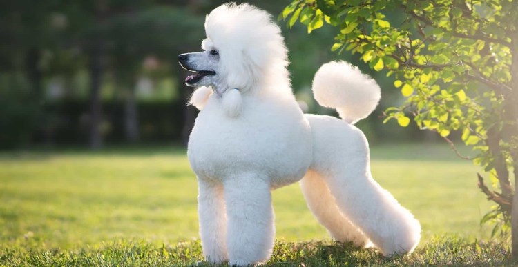 Маска черный пудель для ребенка