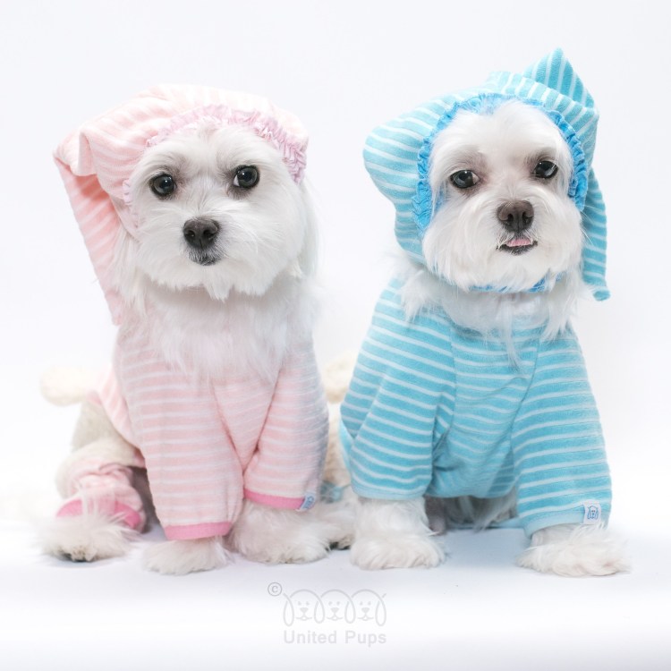 Метис МОПСА И пуделя