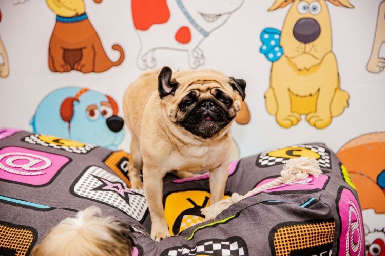 Йоркширский Мопс