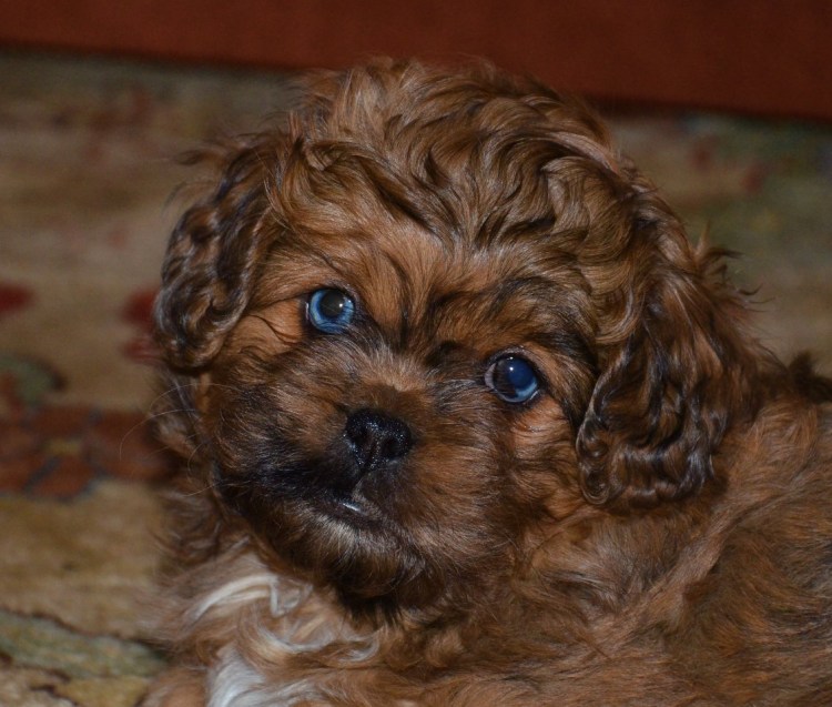 Метис французского бульдога