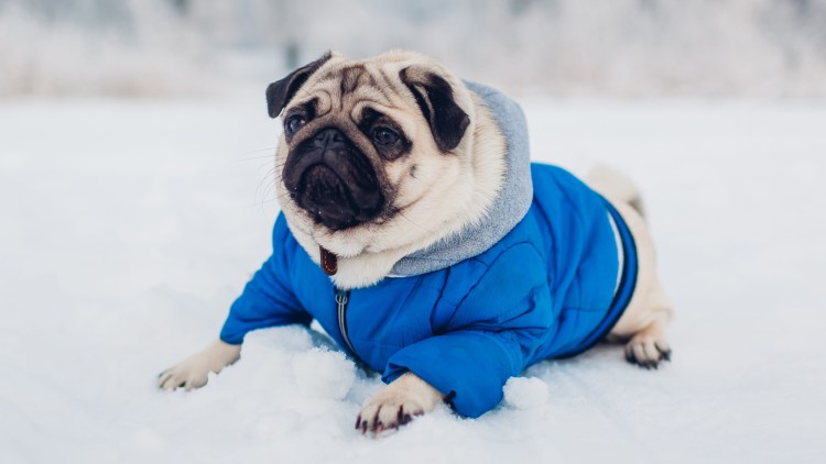 Метис МОПСА И пуделя