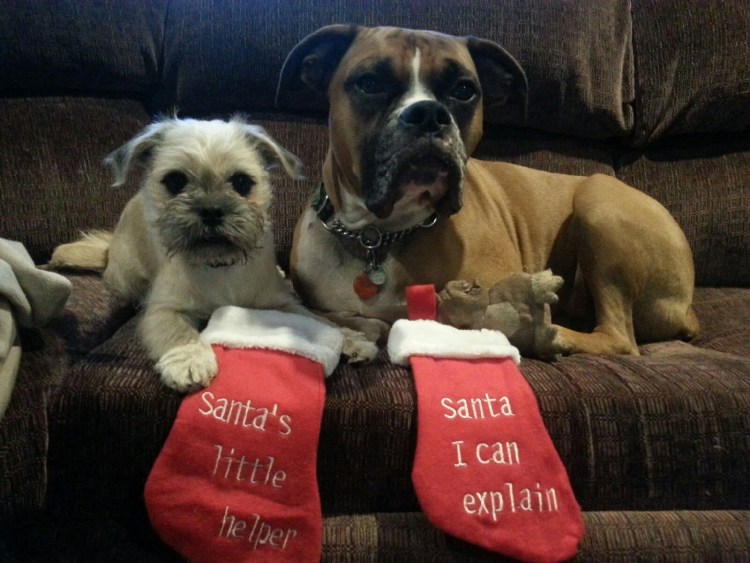 Мопс и пудель вместе