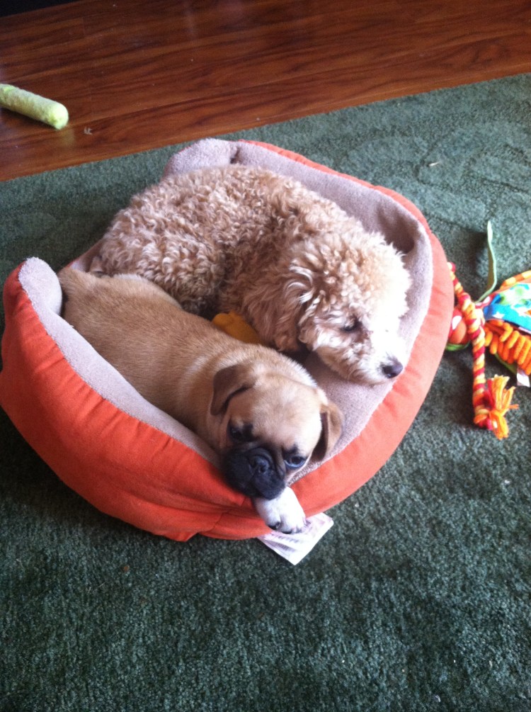 Смесь МОПСА И пуделя