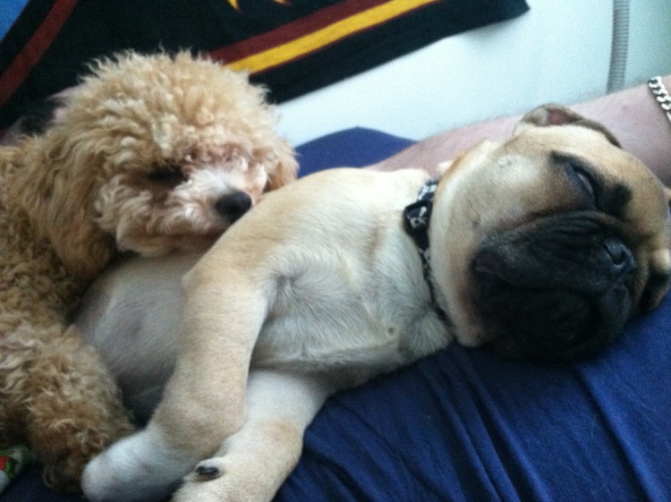 Мопс и пудель фото