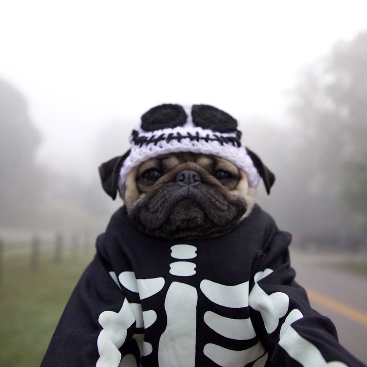 Скрещивание МОПСА И пуделя