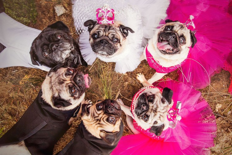 Мопс бульдог Пекинес