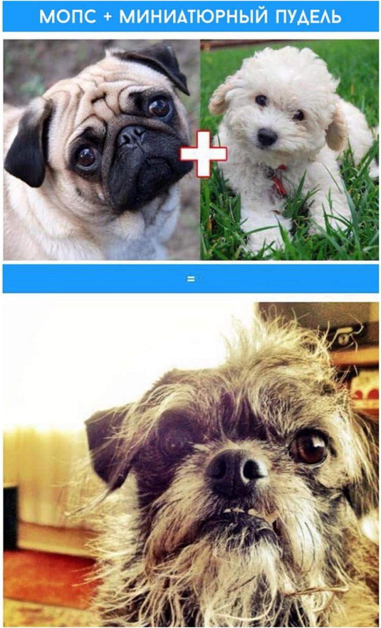 Мопс в платье