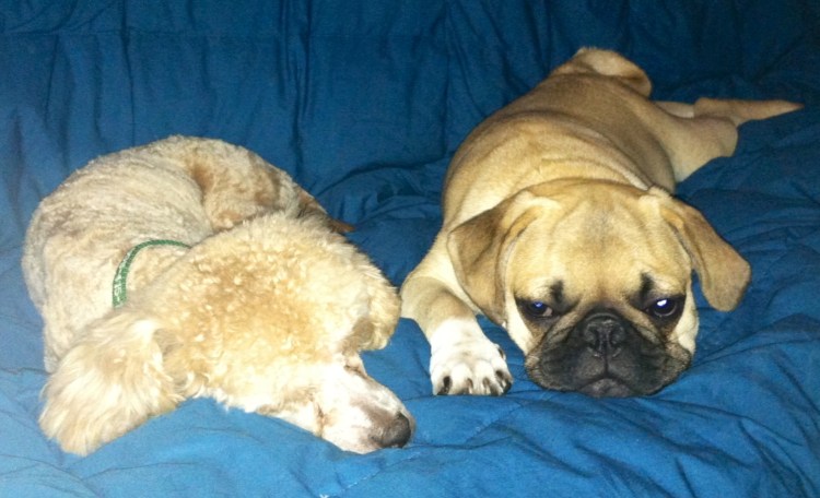Мопс и пудель