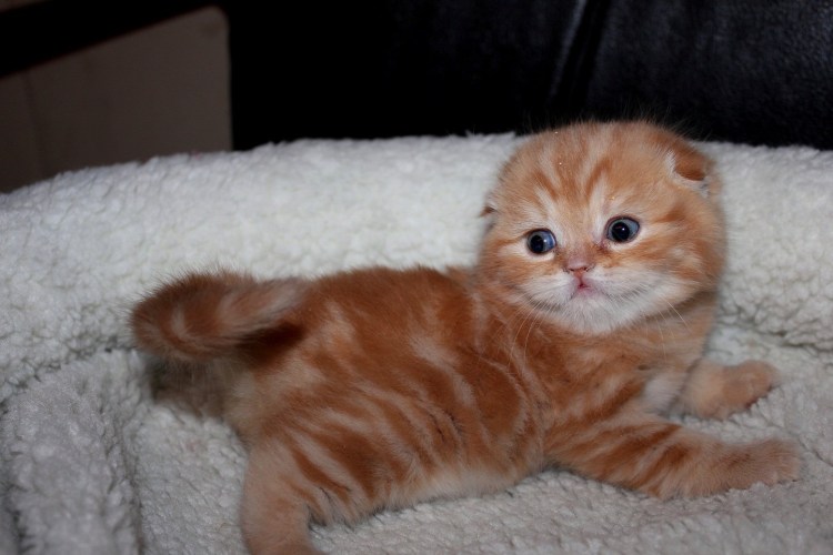 Шотландская вислоухая кошка