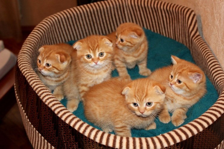 Скоттиш страйт кошка рыжая