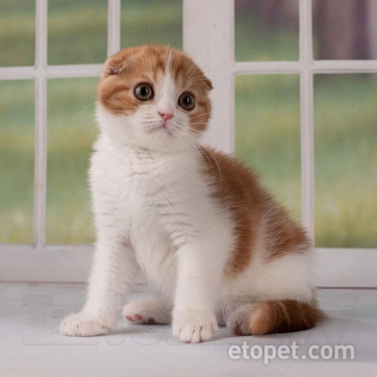 Шотландский скоттиш фолд персиковый
