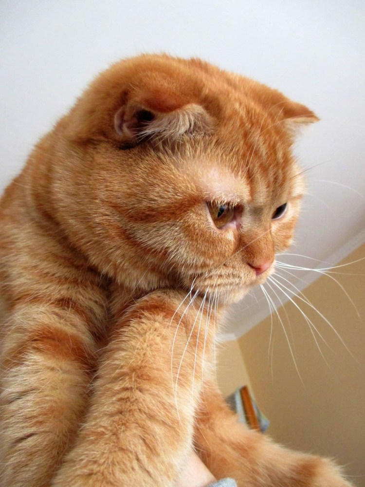Скоттиш фолд рыжий