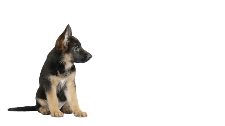 Восточно европейская овчарка на белом фоне