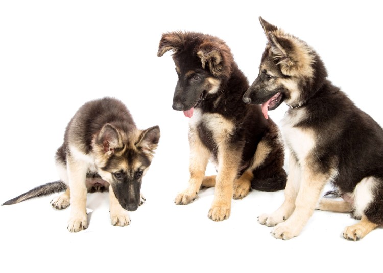 Маламут и овчарка