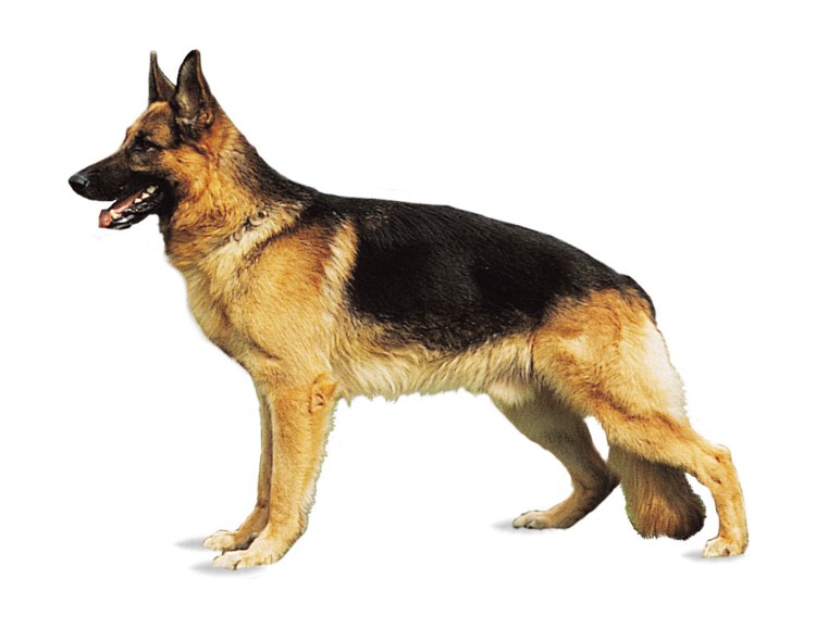 Восточно европейская овчарка на белом фоне