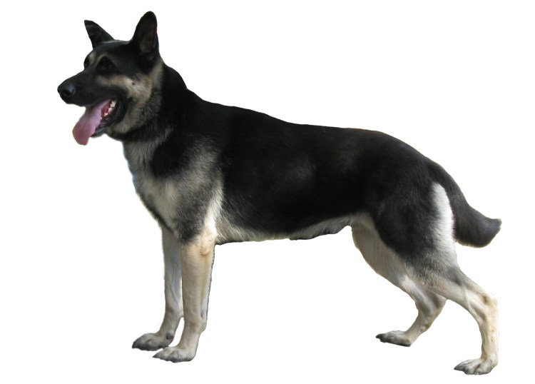 Восточно-европейская овчарка