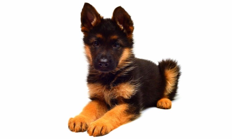 Настоящий щенок овчарка