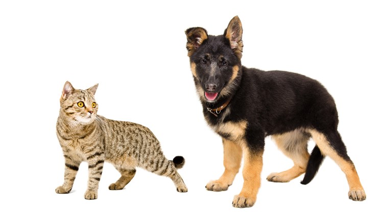 Собака на белом фоне