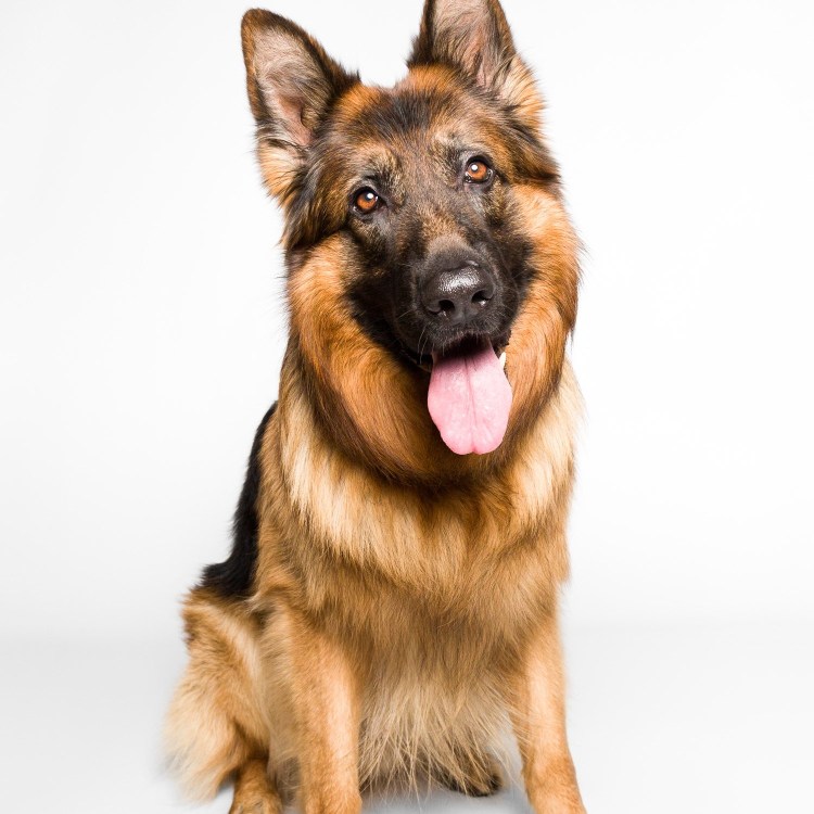 Немецкая овчарка Шеферд